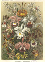 Orchideen, aus: Ernst Haeckel, Kunstformen der Natur, (C) Kurt Stber (Hrsg.)