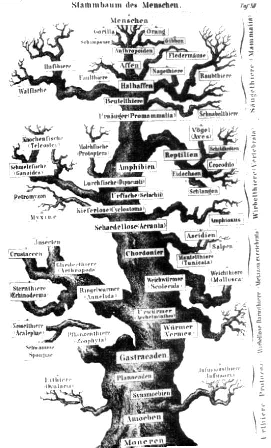 The "genealogical tree" of Haeckel 