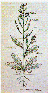 Goethes Metamorphosenlehre