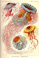Discomedusae (Scheibenquallen) in: Ernst Haeckel, Kunstformen der Natur, (C) Kurt Stüber